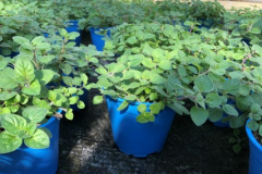 Oregano